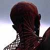 trapezius muscle with head